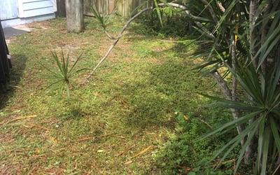 Photo of Max S.'s yard after getting landscaping in Pahokee, FL
