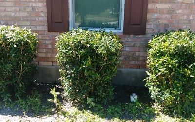 Photo of Nancy C.'s yard after getting landscaping in Pandora, TX