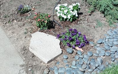 Photo of Mathilde T.'s yard after getting tree care in Vista, CA