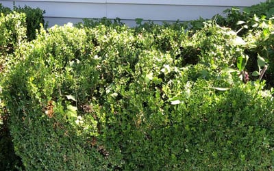 Photo of Kaylee H.'s yard after getting landscaping in Okmulgee, OK