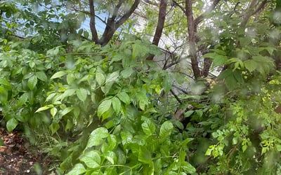 Photo of Deanna D.'s yard after getting landscaping in Big Lake, MN