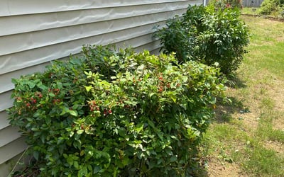 Photo of Jason W.'s yard after getting landscaping in Woodleaf, NC
