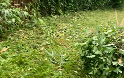 Photo of Erin W.'s yard after getting landscaping in Pomfret, MD