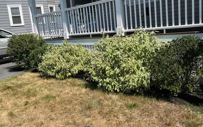 Photo of Jack F.'s yard after getting landscaping in Georgetown, MA