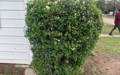 Photo of Skeeter L.'s yard after getting tree care in Norman, OK