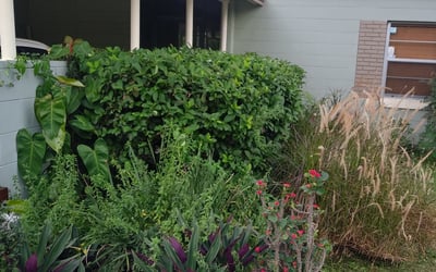 Photo of Julie M.'s yard after getting landscaping in Astatula, FL