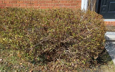 Photo of Nadege L.'s yard after getting tree care in Villa Rica, GA