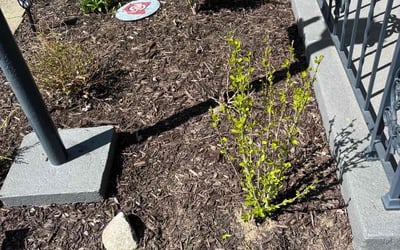 Photo of Pam C.'s yard after getting landscaping in Lorain, OH