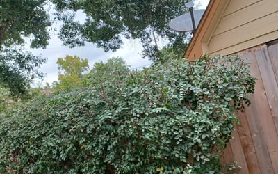 Photo of Stephen S.'s yard after getting landscaping in Devers, TX