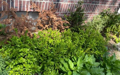 Photo of Amir P.'s yard after getting landscaping in Staten Island, NY