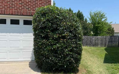 Photo of Ashley J.'s yard after getting tree care in Denver, NC