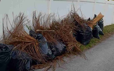 Photo of Randolph G.'s yard after getting tree care in Hollywood, FL