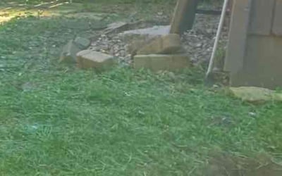 Photo of Brad H.'s yard after getting tree care in Raymore, MO