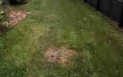 Photo of Kevin R.'s yard after getting landscaping in Dale, TX
