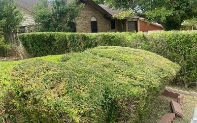 Photo of Alexis B.'s yard after getting landscaping in Krum, TX
