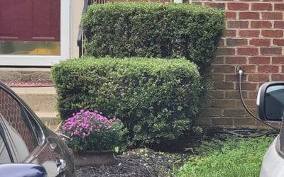 Photo of Ron B.'s yard after getting tree care in Rixeyville, VA