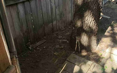 Photo of Nicole R.'s yard after getting landscaping in Arlington, TX