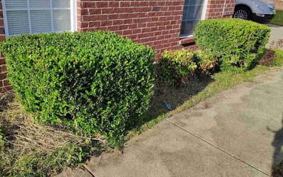 Photo of Becky S.'s yard after getting landscaping in Murfreesboro, TN