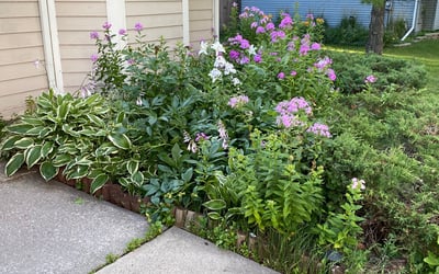 Photo of Bilal A.'s yard after getting lawn care in Saint Michael, MN