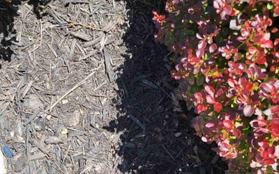 Photo of Shelley P.'s yard after getting tree care in Pataskala, OH