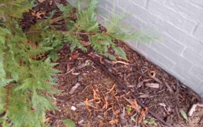 Photo of Nick P.'s yard after getting landscaping in Meeker, OK