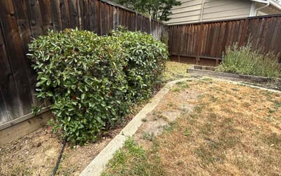 Photo of Sarah G.'s yard after getting landscaping in Pleasanton, CA
