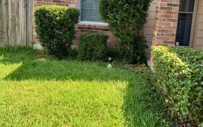 Photo of Jason L.'s yard after getting landscaping in Corpus Christi, TX