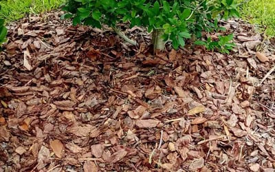 Photo of Bonna K.'s yard after getting tree care in Winter Park, FL