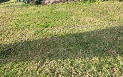 Photo of Michael H.'s yard after getting landscaping in West Valley City, UT
