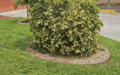 Photo of Shirley S.'s yard after getting tree care in Melbourne, FL