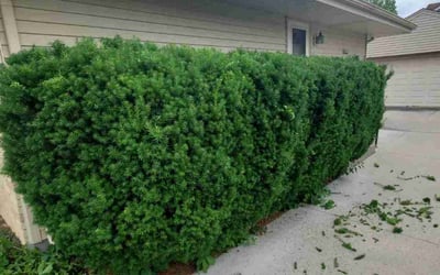 Photo of Karen C.'s yard after getting landscaping in Johnston, IA