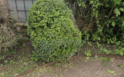 Photo of Jason C.'s yard after getting landscaping in Plano, TX