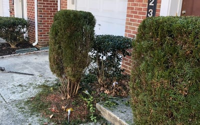 Photo of Sharity B.'s yard after getting landscaping in The Plains, VA