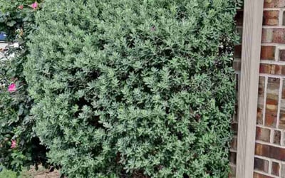 Photo of Christopher A.'s yard after getting landscaping in Anna, TX