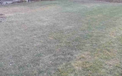 Photo of Michael B.'s yard after getting landscaping in Delano, MN