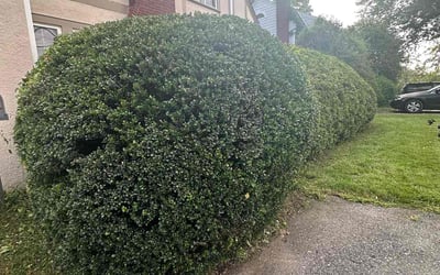 Photo of Antonio P.'s yard after getting landscaping in Adamstown, MD