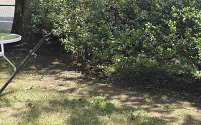 Photo of Paul J.'s yard after getting tree care in Wayne, NJ