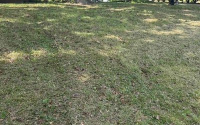 Photo of Mike M.'s yard after getting landscaping in Mineral Springs, NC