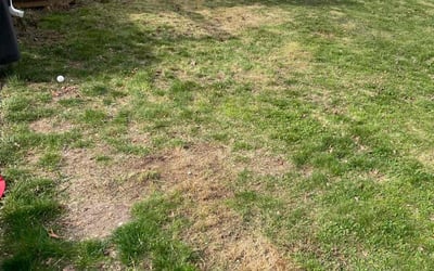 Photo of Chris M.'s yard after getting landscaping in Center Moriches, NY