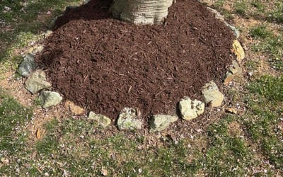 Photo of Calvin j.'s yard after getting landscaping in Germantown, MD