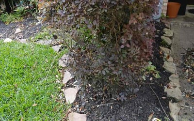 Photo of Nicole D.'s yard after getting landscaping in Missouri City, TX