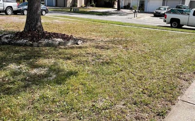 Photo of Ana P.'s yard after getting landscaping in Dover, FL