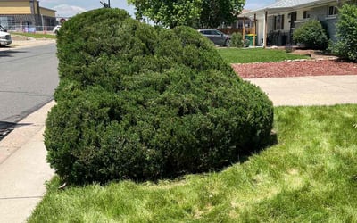 Photo of Thomas B.'s yard after getting landscaping in Basalt, CO