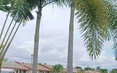 Photo of Michelle J.'s yard after getting landscaping in Opa Locka, FL