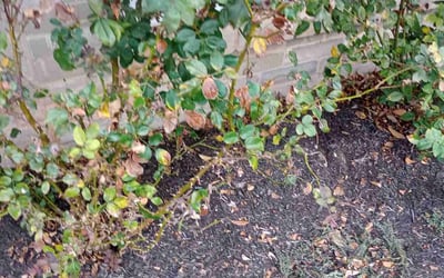 Photo of Jordan D.'s yard after getting landscaping in Waller, TX
