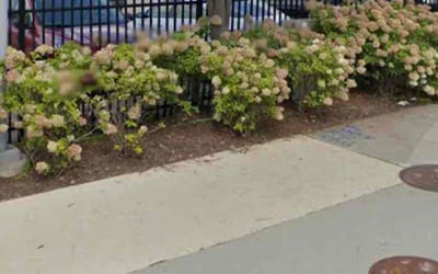 Photo of Vanessa H.'s yard after getting landscaping in Utica, MI