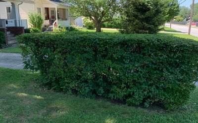 Photo of Mark K.'s yard after getting landscaping in Madison, OH