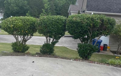 Photo of Marion S.'s yard after getting landscaping in Dallas, GA