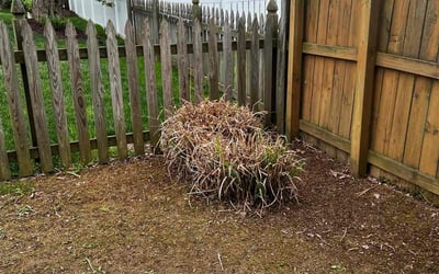 Photo of Stephanie C.'s yard after getting landscaping in Brooklyn, MD