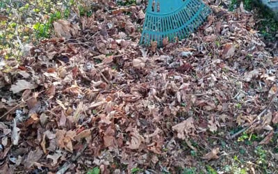 Photo of Scott K.'s yard after getting landscaping in New Haven, CT
